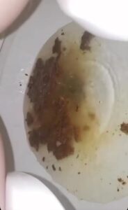 Free Scat Porn