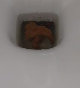 Free Scat Porn