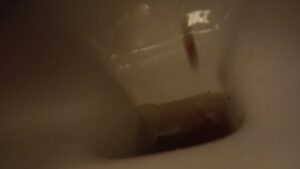 Free Scat Porn