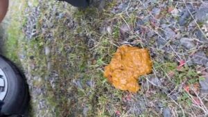 Free Scat Porn