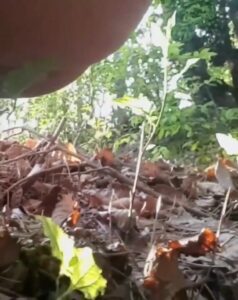 Free Scat Porn