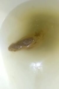 Free Scat Porn