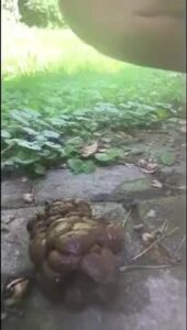 Free Scat Porn