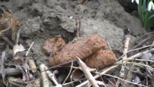 Free Scat Porn