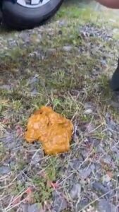 Free Scat Porn