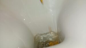 Free Scat Porn