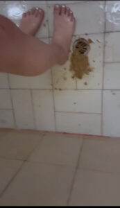 Free Scat Porn