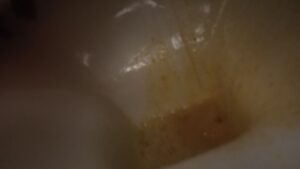Free Scat Porn