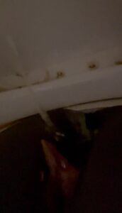 Free Scat Porn