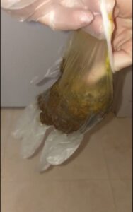 Free Scat Porn