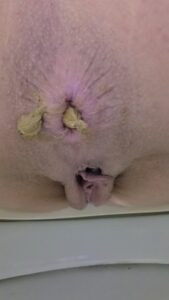 Free Scat Porn