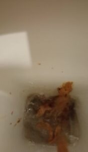 Free Scat Porn