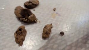 Free Scat Porn