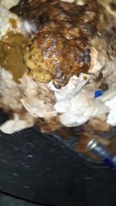 Free Scat Porn