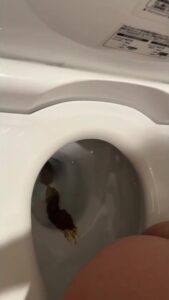 Free Scat Porn