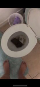 Free Scat Porn