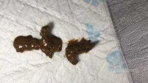 Free Scat Porn