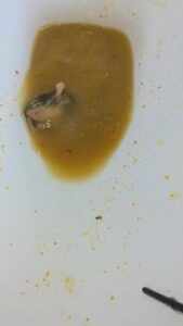Free Scat Porn