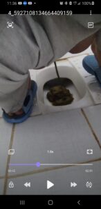 Free Scat Porn