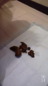 Free Scat Porn