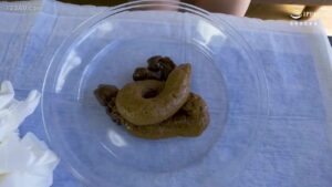 Free Scat Porn