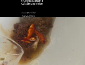 Free Scat Porn