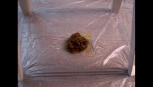 Free Scat Porn
