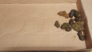 Free Scat Porn