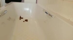 Free Scat Porn