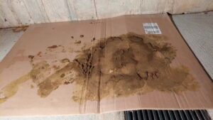Free Scat Porn