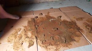 Free Scat Porn