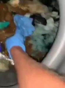 Free Scat Porn