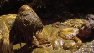 Free Scat Porn