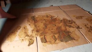 Free Scat Porn