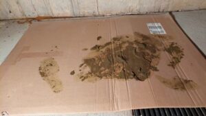 Free Scat Porn