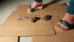 Free Scat Porn