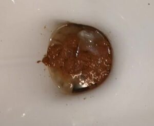 Free Scat Porn