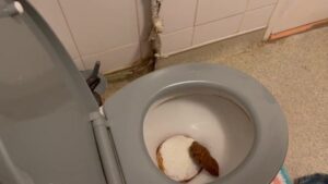 Free Scat Porn