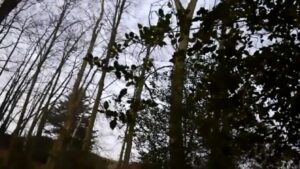 Free Scat Porn
