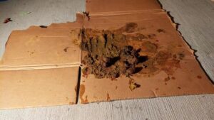 Free Scat Porn