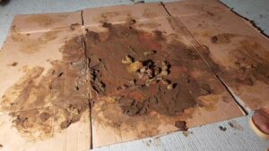 Free Scat Porn