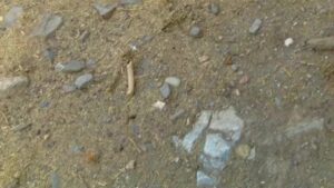 Free Scat Porn