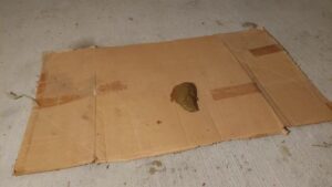Free Scat Porn