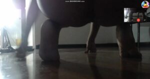 Free Scat Porn