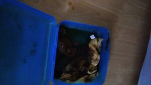 Free Scat Porn