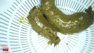 Free Scat Porn