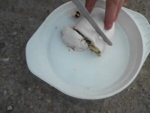 Free Scat Porn