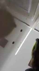 Free Scat Porn