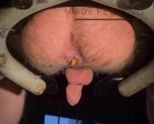 Free Scat Porn