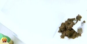 Free Scat Porn